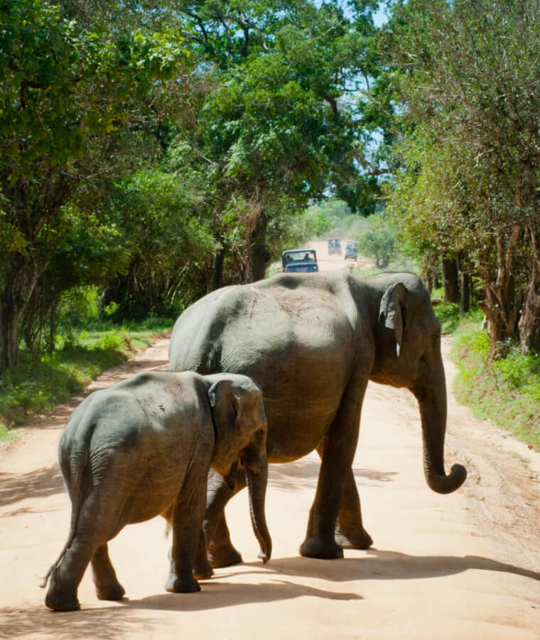 Etosha National Park